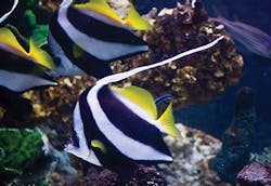 445 3021100 445 3021100