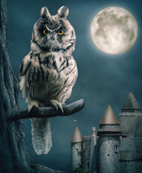 Owl
