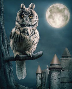 Owl Owl