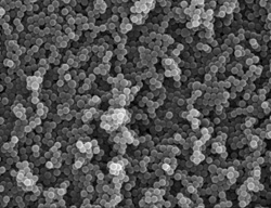 By Bradley Dykstra, DDS