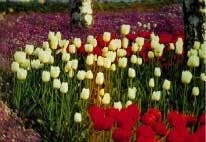 Th 9105de114 Th 9105de114