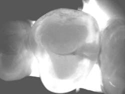 1701demck P03 1701demck P03