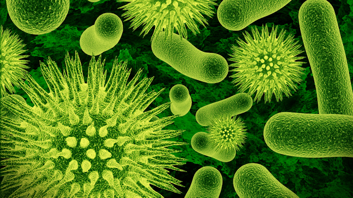 bacteria
