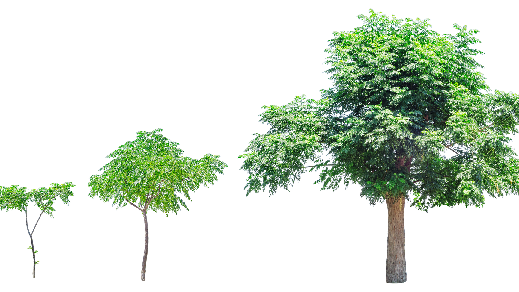 Dreamstime Xxl 75552993