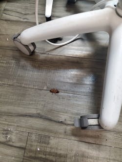 Note the dead cockroach on dental treatment room floor recently killed by clinical staff. Cockroaches are frequently discovered in all areas of this clinic, especially where food is consumed or blood spills are allowed to accumulate. Note the dead cockroach on dental treatment room floor recently killed by clinical staff. Cockroaches are frequently discovered in all areas of this clinic, especially where food is consumed or blood spills are allowed to accumulate.