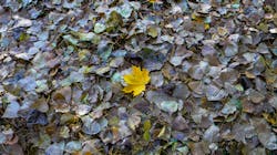 Dreamstime Xxl 45354618 615b69f4d57ca Dreamstime Xxl 45354618 615b69f4d57ca