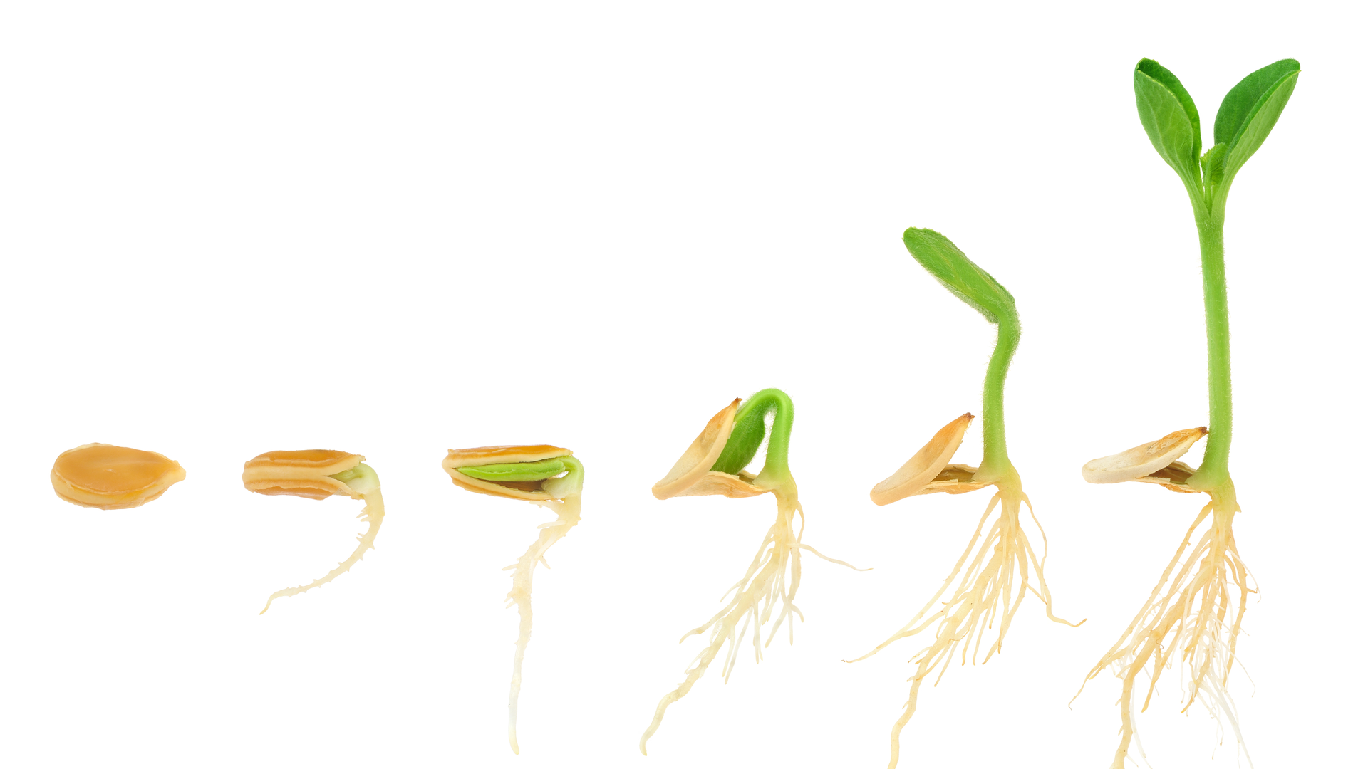 2204 De Cari P01 621d27b20b1d8