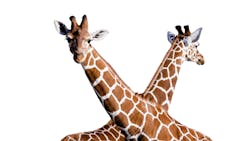 Dreamstime Xxl 42432233 623dcc9766ab3 Dreamstime Xxl 42432233 623dcc9766ab3