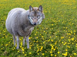 Dreamstime Xxl 199493609 62a0c67a144ca Dreamstime Xxl 199493609 62a0c67a144ca