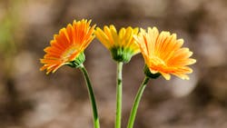 Dreamstime Xxl 95735115 64b6dfb9590a4 Dreamstime Xxl 95735115 64b6dfb9590a4