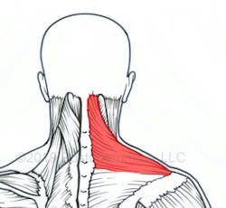 Figure 1: The trapezius muscle