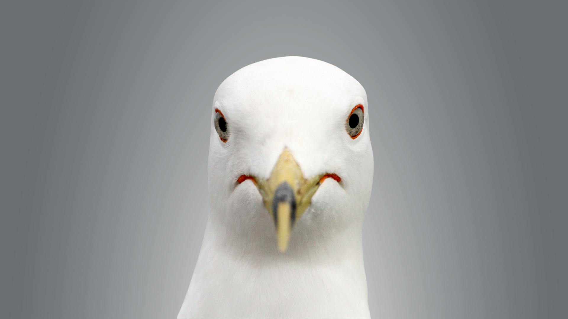 66856643c11de59825c749e7 Amanda Hill Bsdh Rdh 4