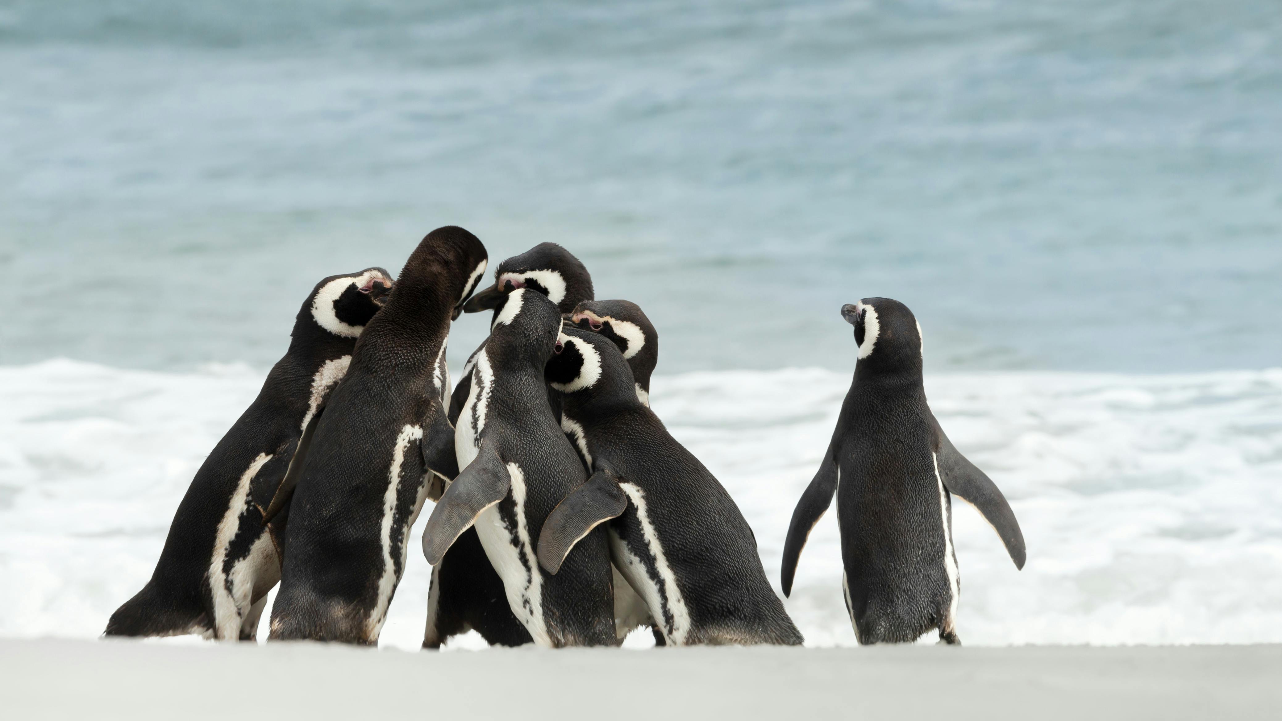 penguins working together