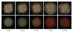 Figure 1: Changes in biofilm fluorescence over time captured using QLF-D technology. Red fluorescence signals increased as the biofilm matured, indicating bacterial metabolic activity. This imaging principle underlies the BLISS diagnostic system used in clinical settings.2 Figure 1: Changes in biofilm fluorescence over time captured using QLF-D technology. Red fluorescence signals increased as the biofilm matured, indicating bacterial metabolic activity. This imaging principle underlies the BLISS diagnostic system used in clinical settings.2