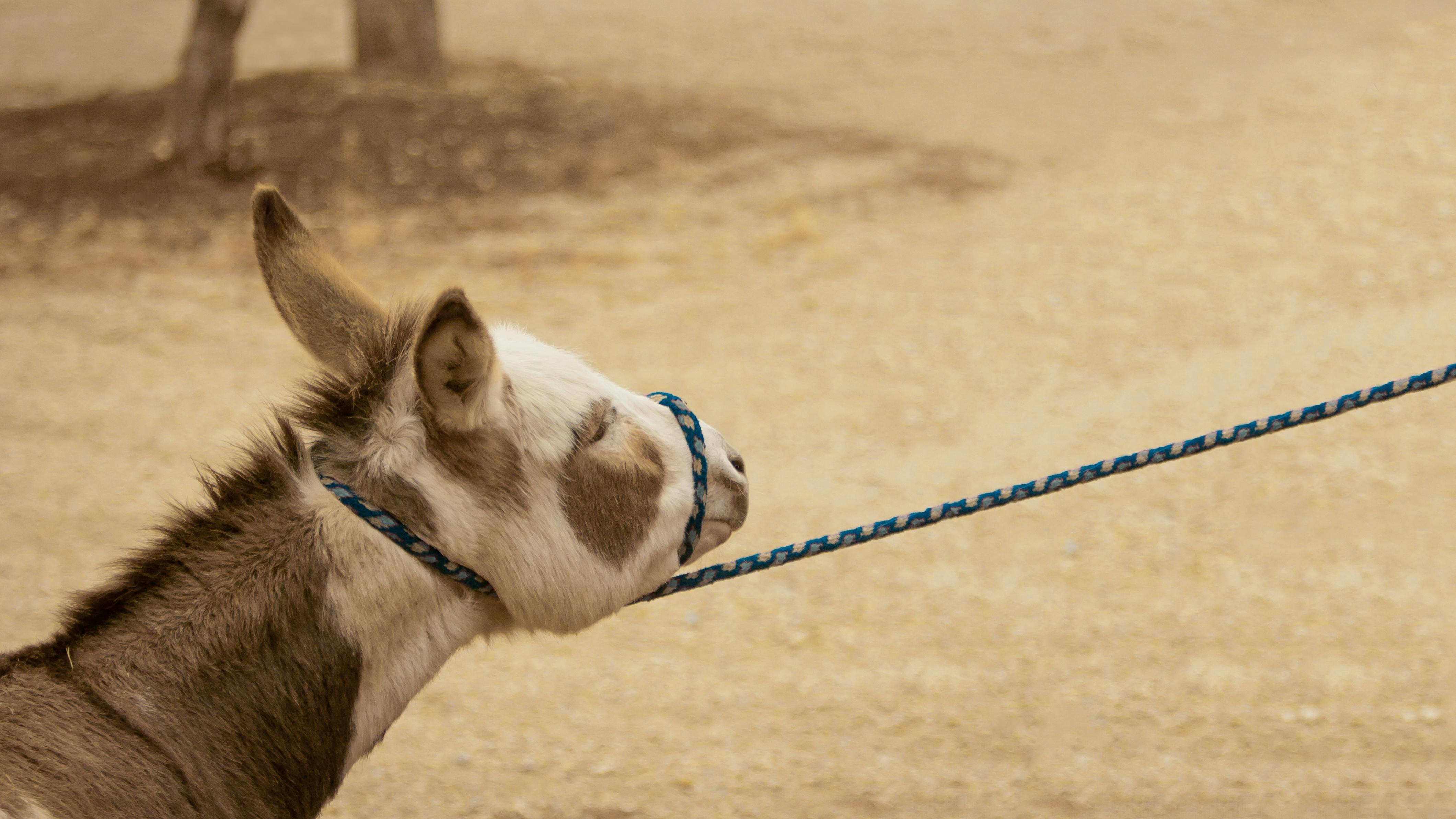 principles-of-practice-management