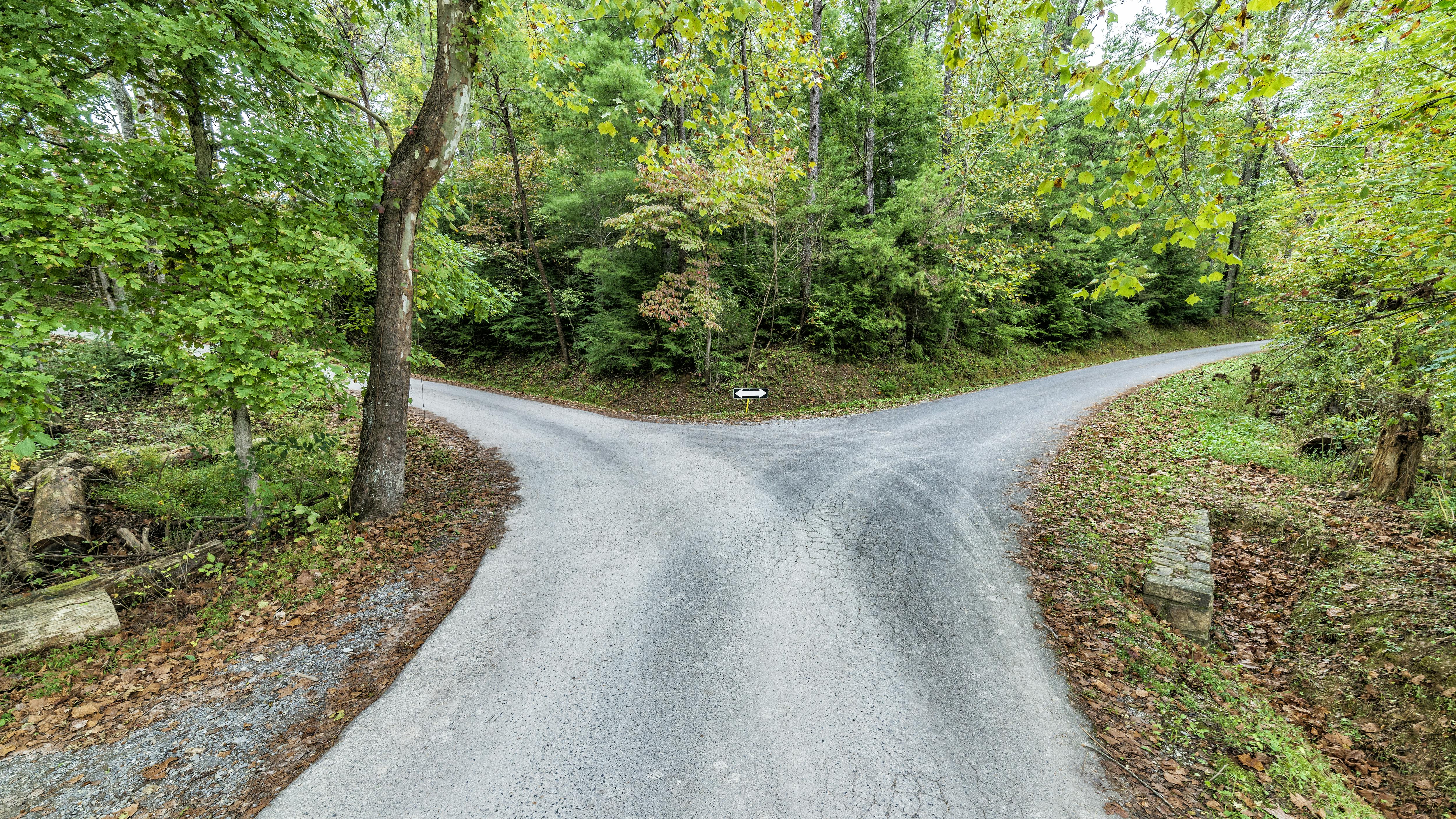 Split path in the woods