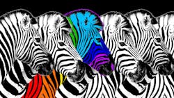 Rainbow-colored zebra stands in a line of black and white zebras Rainbow-colored zebra stands in a line of black and white zebras
